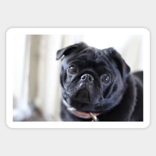 Black Pug Dog Sticker